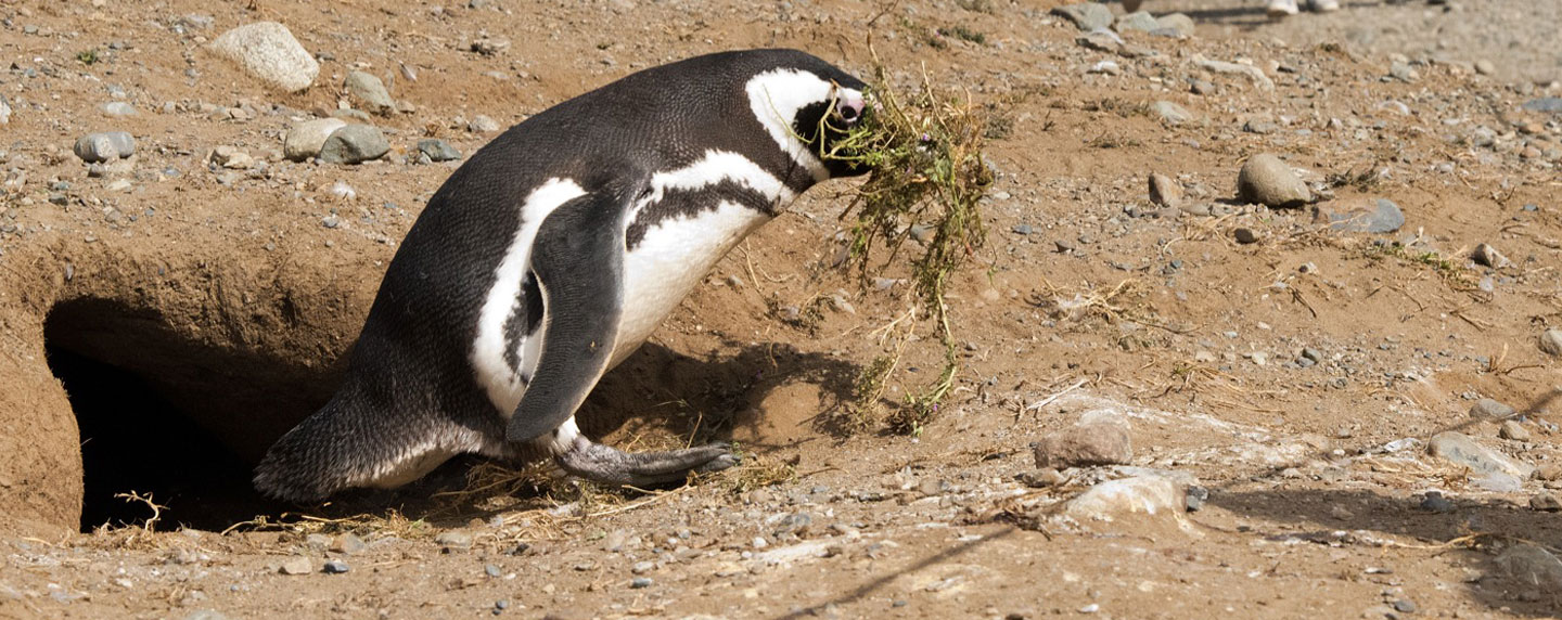 Penguins